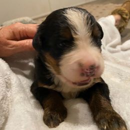 Cannoli - Black rust and white male Bernese Mountain Dog puppy in Rural Retreat, Virginia from Bernese Bunker