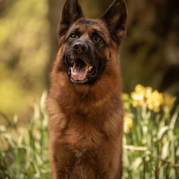 Kylo - German Shepherd