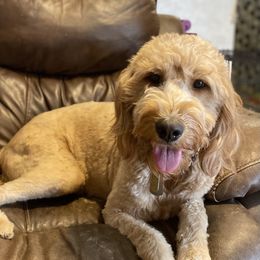 Belle - Goldendoodle