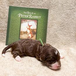 Peter (Green boy) - Tri-color male Bernedoodle puppy in Boiling Springs, South Carolina from OlliePups, LLC