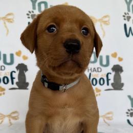 Grey collar - Yellow female Labrador Retriever puppy in Hartly, Delaware from Triple Threat Labradors
