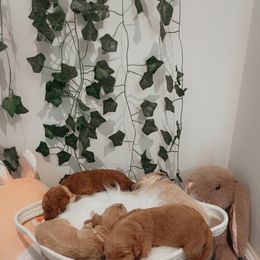 Goldendoodle Puppies from Wesley Doodles