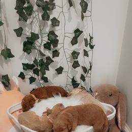 Goldendoodle Puppies from Wesley Doodles