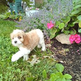 Wheeler - male Cavapoochon puppy in Fredericksburg, Ohio from Timshell Farm: Specialty Crossbreed Puppies