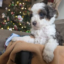 Mr Mayho - Blue merle male Bernedoodle puppy in Blackfoot, Idaho from Draper Mountain Doodles