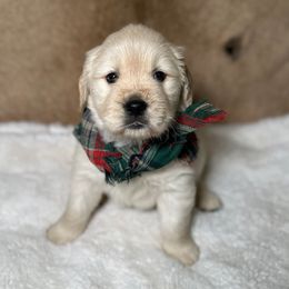 Aspen - Light golden male Golden Retriever puppy in Phillips, Wisconsin from Alfalfa Lane Adventures