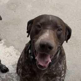 German Shorthaired Pointers from N&R Gsps