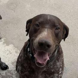 German Shorthaired Pointers from N&R Gsps