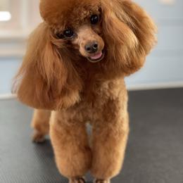 Rhinestone - Poodle