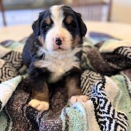 Fergus - Black rust and white male Bernese Mountain Dog puppy in Enterprise, Utah from High Desert Bernese