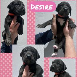 Desire - Black female Great Dane puppy in Wellsville, New York from Prophecy Danes