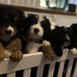Bernedoodles from B'doodle