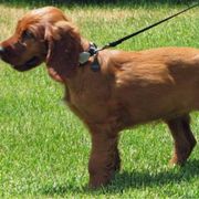 Irish Setter Puppies from Keliaire Irish Setters