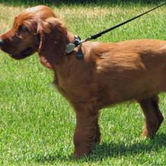 Irish Setter Puppies from Keliaire Irish Setters