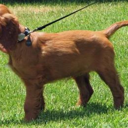 Irish Setter Puppies from Keliaire Irish Setters
