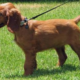 Irish Setter Puppies from Keliaire Irish Setters