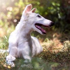 "Sea Shanties Litter 2021 - 13 weeks " Borzoi Puppies from Rezance Borzoi