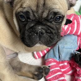American Bully and French Bulldog Puppies from Bolt Action Kennel