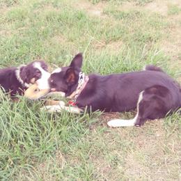 Australian Shepherd and Miniature Australian Shepherd Puppies from Grayback Aussies