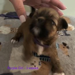 Purple - Golden female Lhasa Apso puppy in Greensboro, North Carolina from Koenigplatz Kennel