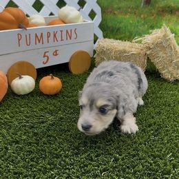 Black and Cream Dapple Longhair Female - Black and cream female Dachshund puppy in Killeen, Texas from Southern Dachshunds