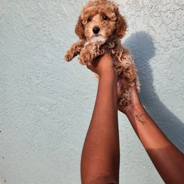 Poodle Puppies from Roman's Toy Poodles