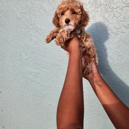 Poodle Puppies from Roman's Toy Poodles