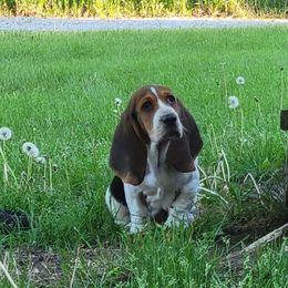 Basset Hound All Grown Up from Lakeside Basset Hounds, Missouri