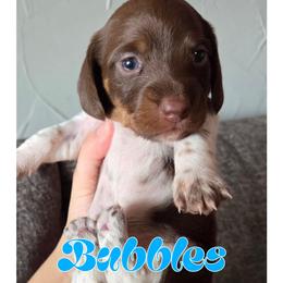 Bubbles - Piebald female Dachshund puppy in Gardendale, Texas from C & R Dachshund