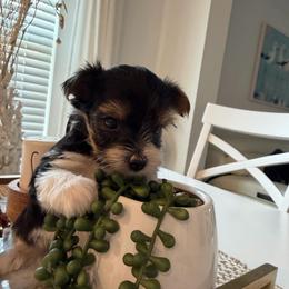 Flynn - Black tan and white male Biewer Terrier puppy in Cartersville, Georgia from Alpha Tiny Paws