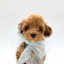 Lil Leo - Red male Australian Labradoodle puppy in Estacada, Oregon from Pine Lodge Labradoodles