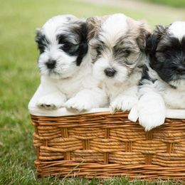 Havanese from RiverHill