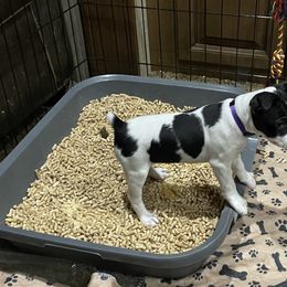 Rat Terrier Puppies from Jaynie Cavin