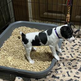 Rat Terrier Puppies from Jaynie Cavin