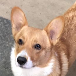 Zion - Pembroke Welsh Corgi