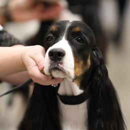 Willa - English Springer Spaniel