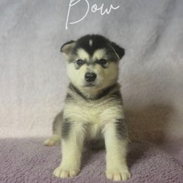 Bow - Seal and white Alaskan Malamute puppy in Easton, Maryland from Stars Howl-O Kennels by FurEver Friends Inc
