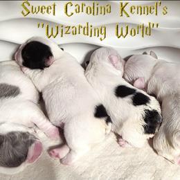 French Bulldog puppies from Sweet Carolina Kennel