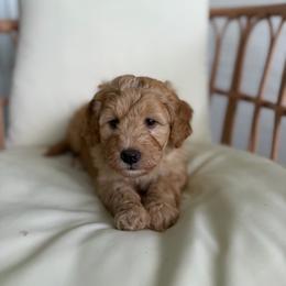 Sandy - Red female Bernedoodle puppy in Loxahatchee, Florida from SR. Doodle pupps