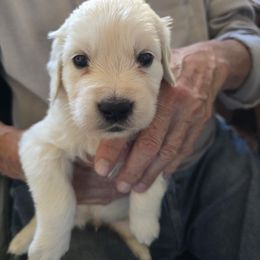 Independence  (Girl 4) - Light golden female Golden Retriever puppy in Elizabeth, Colorado from Blazing Star Goldens