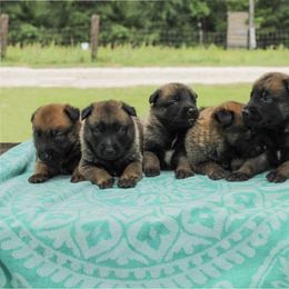 Belgian Malinois Puppies from Malinois v Cloven Hoof