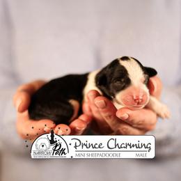 Prince Charming - Black and white male Sheepadoodle puppy in Cleveland, Tennessee from Narrow Path Old English & Sheepadoodles