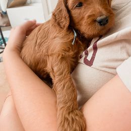 Irish Doodle Puppies from Foxrun Litters
