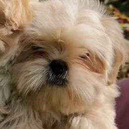 Anna - Shih Tzu