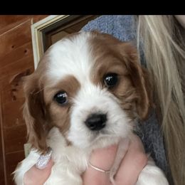Cavalier King Charles Spaniel All Grown Up from Narrows Creek Cavaliers