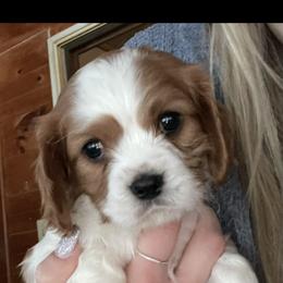Cavalier King Charles Spaniel All Grown Up from Narrows Creek Cavaliers