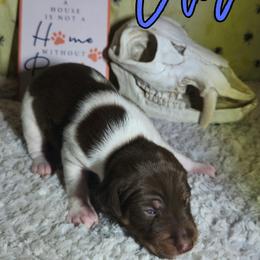 Thor - White, chocolate and tan male Rat Terrier puppy in Lynn, Alabama from Cryptic Rat Terriers