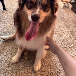 Miniature Australian Shepherd Puppies from Southern Oak Pups