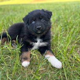BLACK TRI FEMALE 5 - Black tri-color female Australian Shepherd puppy in Christiana, Tennessee from Vaught Family Farm