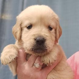 Mr. Black - Light golden male Golden Retriever puppy in Mocksville, North Carolina from Hunting Creek Kennels & Farm